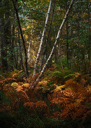 D850 Acadia -201005-388-Edit-Edit.jpg