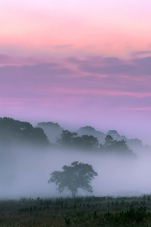 20090801-Hilltop Trees with Fog 20 x 30.jpg