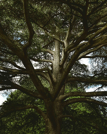 M-opssis Arboretum -200913-26-Edit.jpg