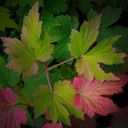 Longwood -200904-107-Edit-Edit-Edit.jpg