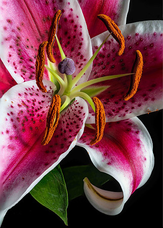 [001] Flowers 9 -190125-54 Focus Stack-Edit --1.jpg