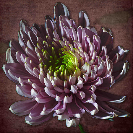 2019-08-06 15-57-33 Focus Stack-`(A,Radius8,Smoothing4)-Edit-Edit.jpg