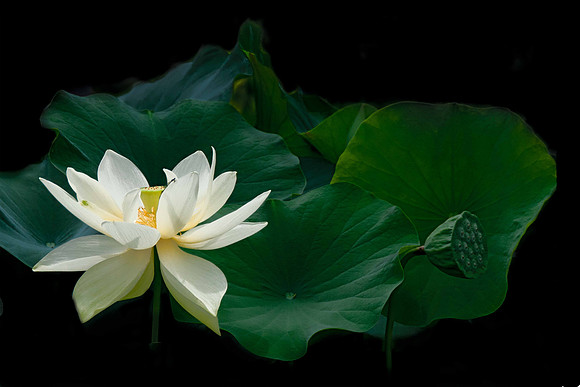 20110704_0416 as Smart Object-final.jpg